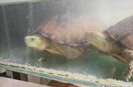 揭秘冬眠的巴西龟：习性、养护与注意事项