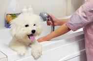 专业宠物沐浴液与普通沐浴液的区别及选择建议