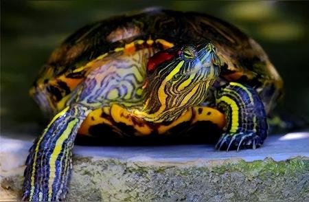 宠物龟热门排行榜：十款最受欢迎的品种推荐！
