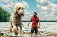 巨型贵宾犬：完美的宠物，为何却很少有人养？