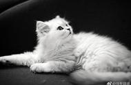 金吉拉猫：萌宠课堂揭秘“人造猫”的贵族生活
