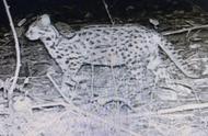 豹猫惊现信丰金盆山，濒危动物的新发现！