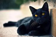 揭秘：猫为何拥有九条命的神话起源
