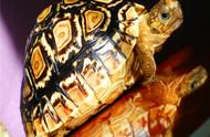 豹纹陆龟：探索神秘龟种的魅力